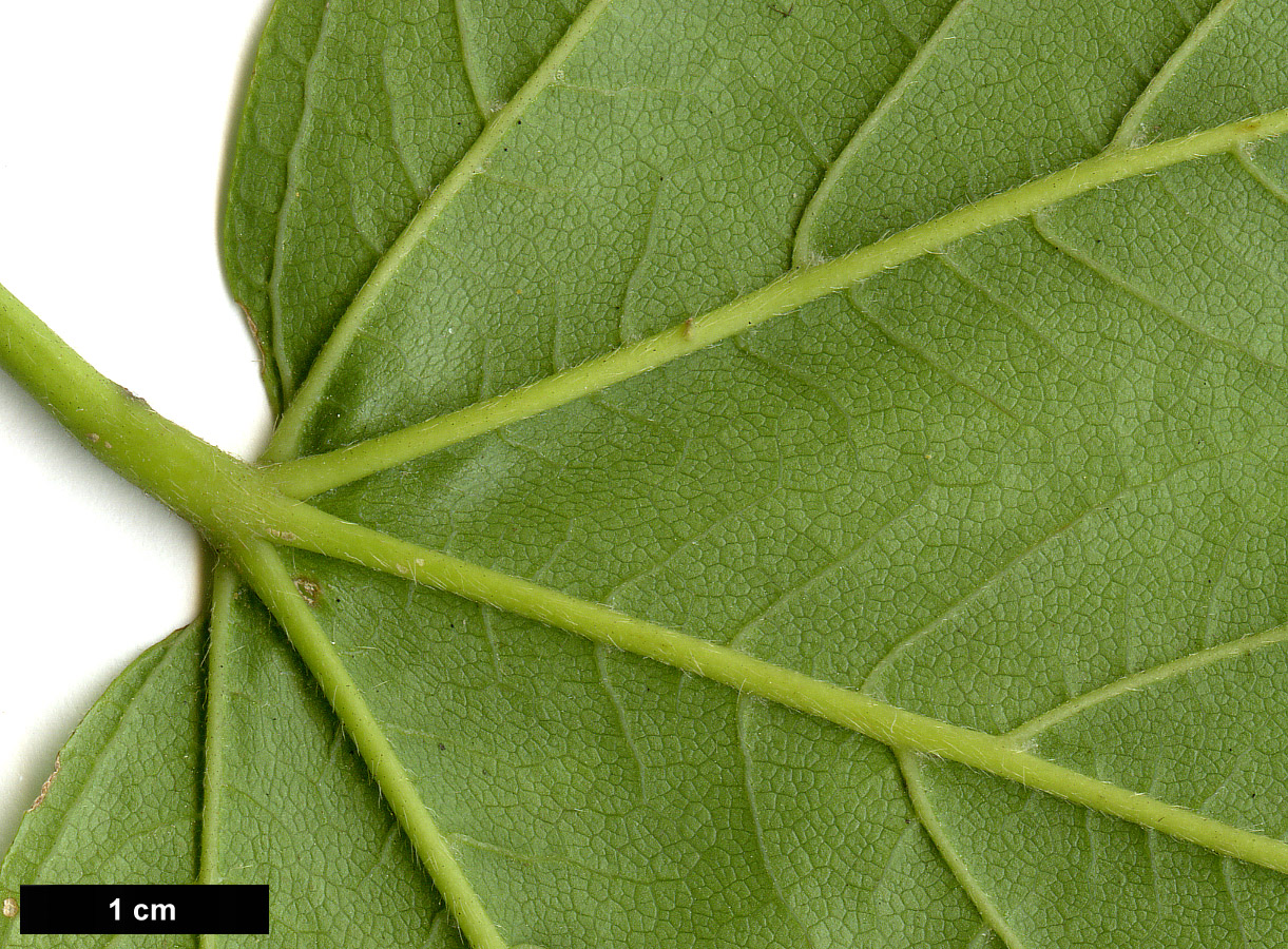 High resolution image: Family: Sapindaceae - Genus: Acer - Taxon: sterculiaceum - SpeciesSub: subsp. franchetii